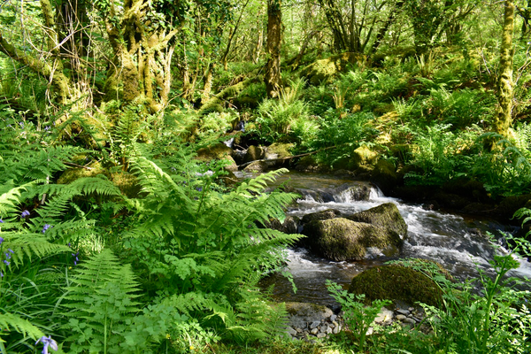 Ferns and a stream on a spring day.