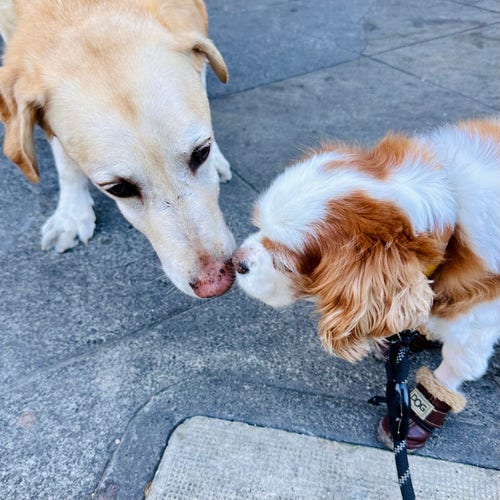 Two old dogs, on a Labrador the other a spaniel, sniffing each other’s noses 