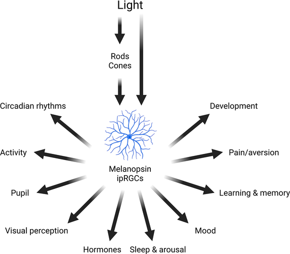 Diagram showing the effects of light on mammalian physiology and behavior. 