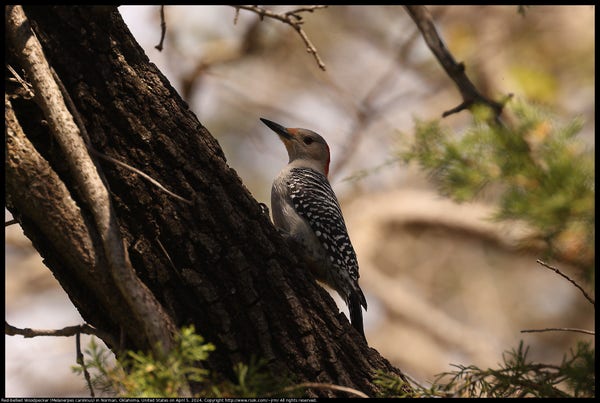 A Red-bellied Woodpecker (Melanerpes carolinus) was walking up a dead tree trunk in Norman, Oklahoma, United States on April 5, 2024.