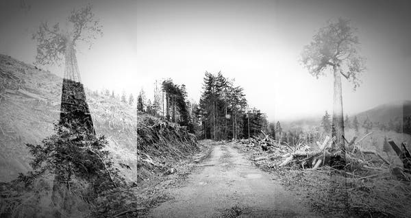 Clearcut forest, on logging road with stand of trees in front & old growth tree ghosts overlaid atop.