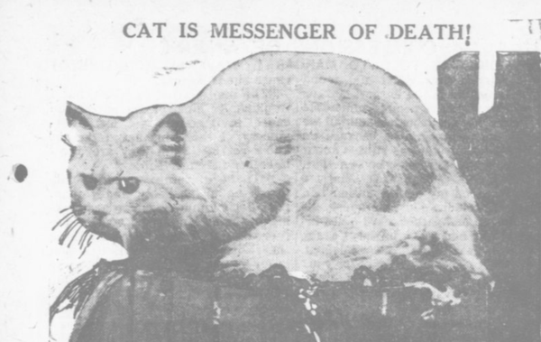 Very grainy old newsprint photo of a hunched longhaired white cat. Above it is text reading "CAT IS MESSENGER OF DEATH!"