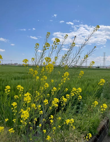 This is a photo of canolaflowers past their peak of bloom and the wheat fields beyond.
Clouds are floating in the light blue sky, and a steel tower is blurred in the distance.