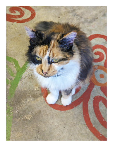 high-angle view of a tabby with white markings sitting on a cement floor painted with swirly, red and green designs. she's staring into the distance intensely with green eyes.