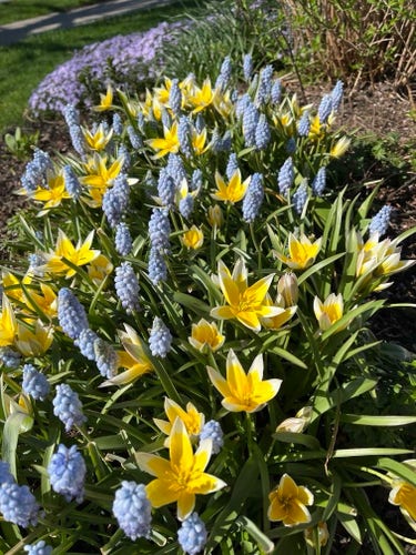 A garden with yellow tulips and blue grape hyacinths in bright sunlight.