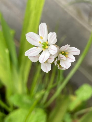 Outside, daytime. Close up of a fluster of small white flowers with a gray striped down the middle of each of the 6 petals. The white stamen have yellow anthers on them.