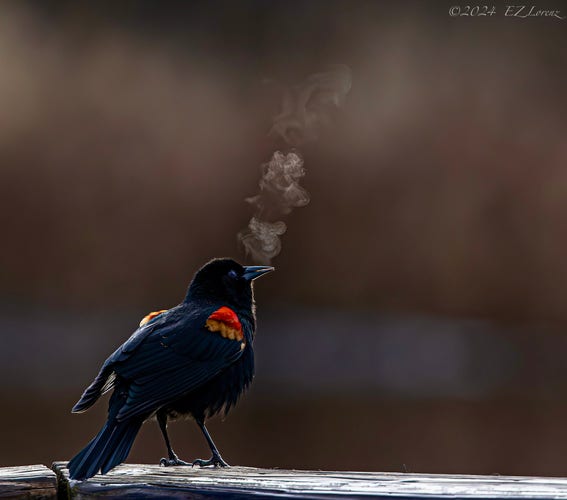 A male Red-winged Blackbird looks like smoking , puffing. 
Actually yesterday it was chilly enough to see the warm breaths of these birds while singing. 