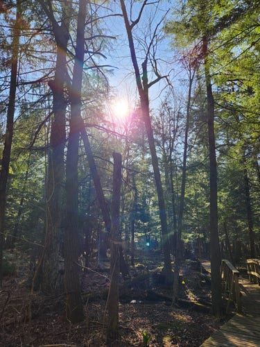 A photo of the sun hanging above a forested area with thick trees. A ball of light is shining at the the centre that is blue. There is a wooden bridge to the right. Green is now visible in once bare trees from spring.