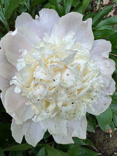 A white peony flower in full bloom.