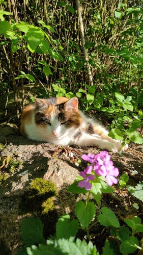 Photo of a tricolor cat lying on a big stone surrounded by bush and plants. There are purple flowers in the foreground. Cat's fur is well lit by sunlight.
