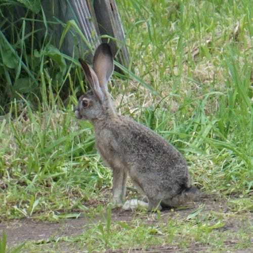 A rabbit, about the size of housecat, is shown in profile against a backdrop of green lawn grass. It's looking slightly away, though you can see one large, dilated brown eye. Its fur is a relatively even grey, with black ear tips and a small stripe down the tail.