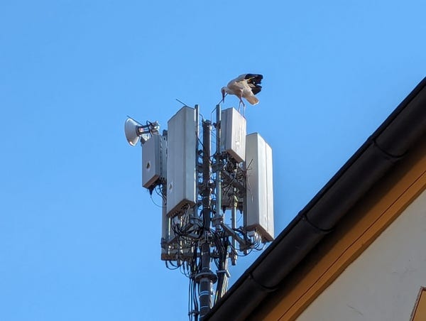 Ein Storch sitzt auf einem Mobilfunkmast.