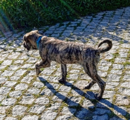 Brindle puppy on a cobblestone road. 