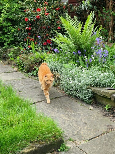 Colin, an orange cat, running athletically down a stone path in a garden. There is a sad looking camellia, a fern and lots of bluebells to the right and grass to the left.