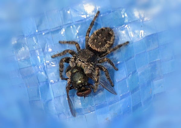 small but not tiny spider, black with light coloured hairs around face and on leg joints, along with some lightish tan coloured markings on joints and around edges of abdomen. It is tightly grasping a medium size black fly with copper coloured eyes. Background is a light to medium blue plastic tarp composed of small squares.
