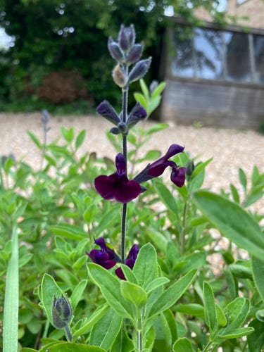 Outside, daytime. Close up of salvia nachtvlinder flower rising up above the lancet green foliage. The flowers are on a spike with the lower flowers open, the uppers, which are out of focus in this photo, still closed. They have the usual salvia shape with a pouting & larger lower lip, a smaller, cap like upper petal. These are deep purple with a spot of blue in the middle which gives a really nice tonal effect. The background is out of focus but shows a gravel spans that ends with trees on the left & a potting shed on the right.