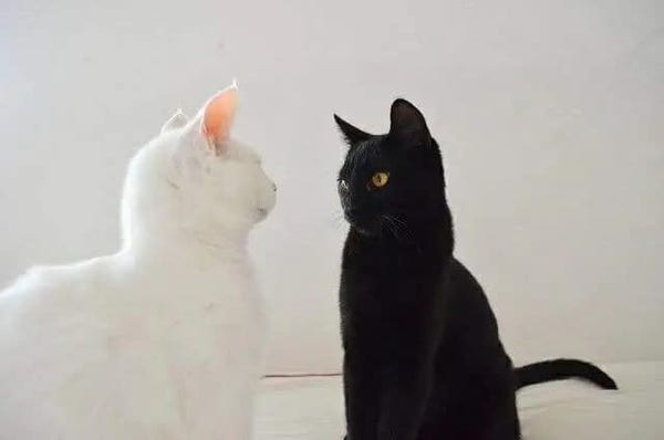 Black kitty. White kitty. Facing off to fight crime.