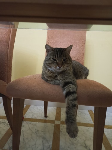 gatto Ciro sdraiato sulla sedia, visto di fronte, con zampa a penzoloni