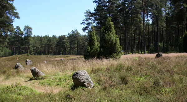 Quelques menhirs forment l'arc visible d'un cromlech au milieu de la forêt polonaise. Les pierres sont de faible taille et sont installées au milieu d'une clairière, entourées d'arbres.