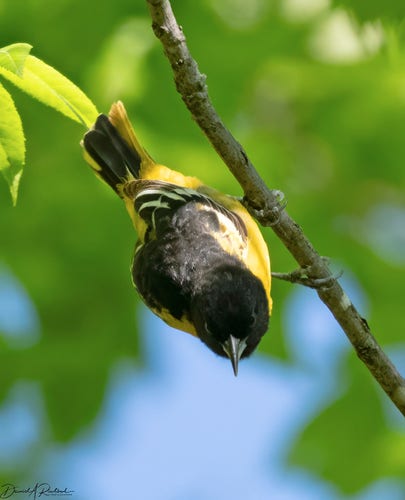 black-backed and black-headed yellow bird, hanging upside down from a skinny vine