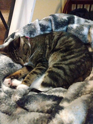 A young tabby cat is sleeping contentedly in her soft fuzzy grey and white blankets.  Her forelegs are stretched out straight.  One little front paw is slightly curled, revealing pink and black toe beans.