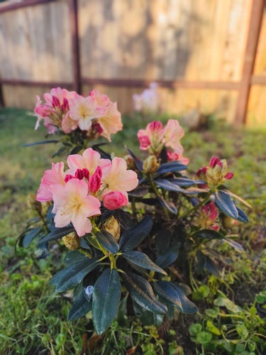 A small rhododendron with glossy dark green leaves and peachy blossoms (apricot colored in the center and rosy pink around the edges) and some rosy pink buds