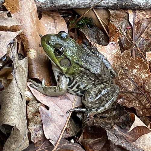 A frog with green head, large eyes and white belly with dark blotches on the sides camouflaged among fallen leaves and twigs on the forest floor.