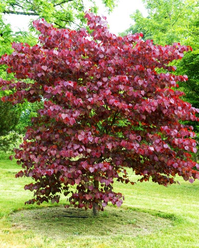 A mature Merlot Redbud tree with glossy, purplish-red colored, heart shaped leaves stands in a grassy garden surrounded by green trees. 