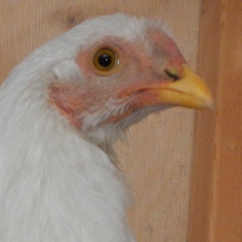 Portrait of a chicken.