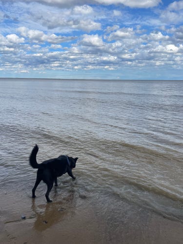 Black dog on beach under blue sky with fluffy white e clouds.  The dog is tacking a tentative step into the water. 