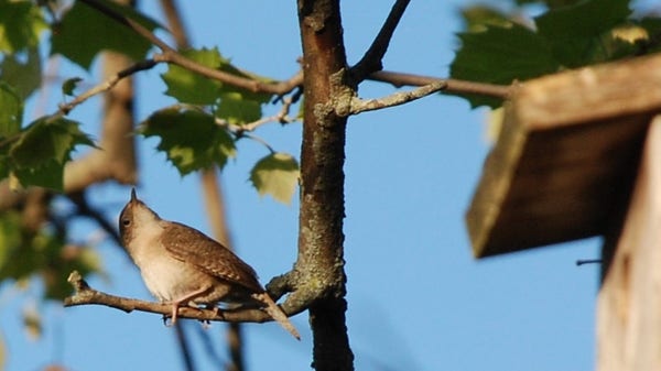 A small bird on a branch is twisting its neck to look straight up.   Sycamore leaves in the background.   On the left, the front of the wooden nesting box is visible. 