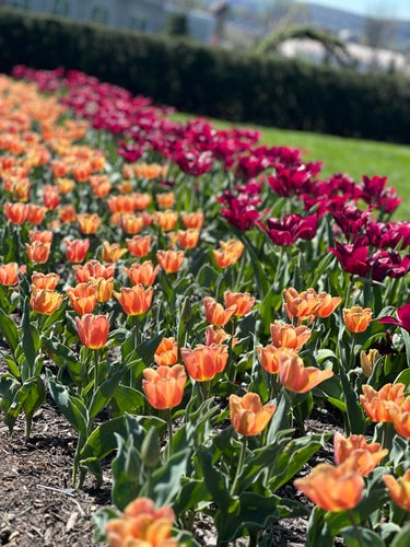 Long bed of tulips two varieties.  One peach one magenta like