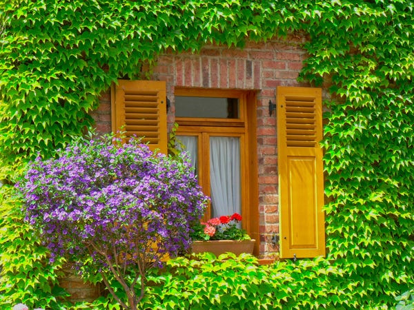 Weinumranktes Fenster und liks ein lila Fliederbusch