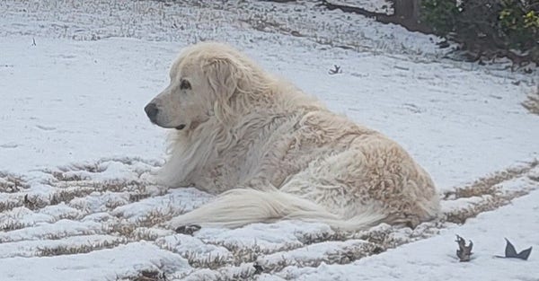 Photo of a big white dog lying in a patch of light snow on grass.