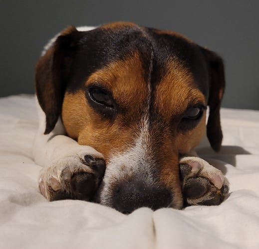 A tricolour Jack Russell is resting his head between his outstretched front legs, looking sleepy into the camera.