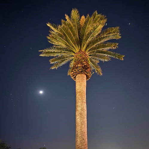 A night photo looking up at a single tall proud palm tree, brilliantly lit up with warm slightly yellow tones against a dark purple blue starry sky. The moon is glowing brightly to the left of the tree cutting through the city lights glowing up from the bottom of the photo. 