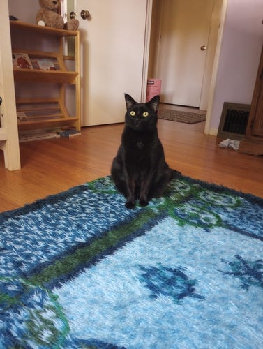 A nervous looking black cat in a little kid's room