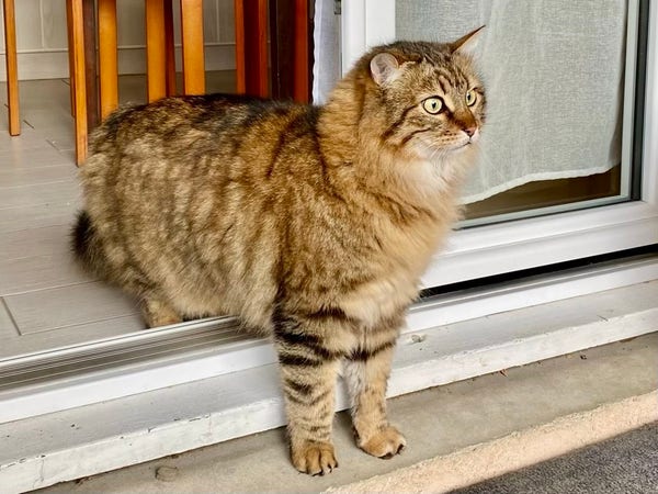 A fluffy brown tabby cat standing on a porch by a glass door, looking both perplexed and incredulous. 