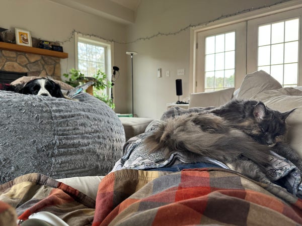 It’s a soft sleepy vibe pic

A very floofy beige and grey cat lies curled in the valley of my crotch.

A black and white dog lays on squish mountain looking down at us.

I’m wearing a flannel top backwards as a little mini blanket.

It’s a bright overcast day outside the windows
