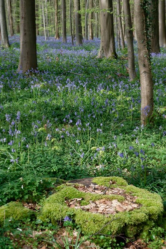 A mossy tree trunk in front of fields of blooming purple flowers, in a forest
