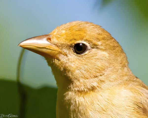 Portrait of a golden bird with a golden beak and a dark brown eye