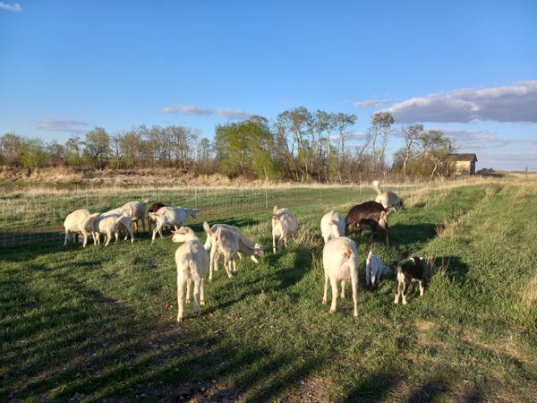 A herd of over a dozen white goats with a couple of brown and black goats sprinkled in.  They are 100% concentrating on eating grass.  They are in a bright green grassy area, with woods and a small farm building in the background. There are lovely poofy clouds in a bright blue sky above.