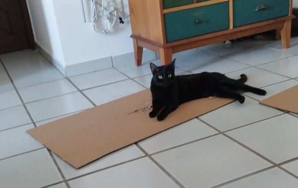 A happy black cat laying down on a recently scratched cardboard. Her name is Seven.