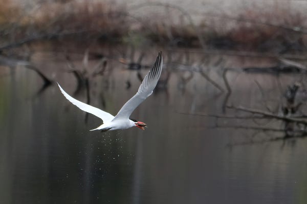 A large white bird with a black cap and a strong red beak, water still dripping from it after it plunged into the pond and flies away with a fish in its beak.