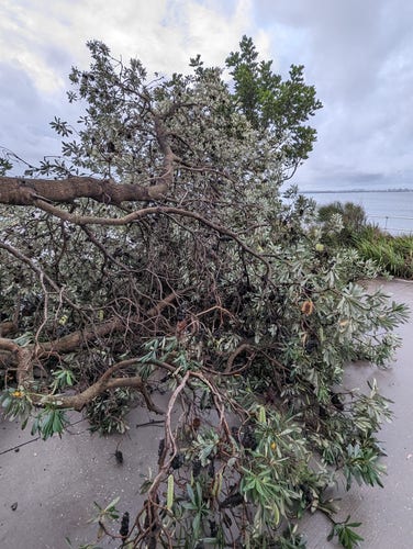Banksia tree has toppled over after much rain and fallen on the foreshore footpath 