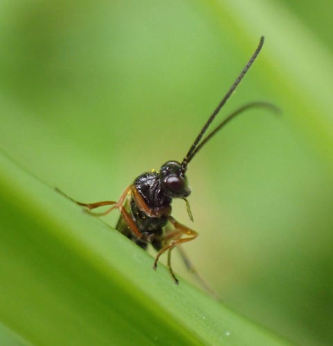 A black wasp with orange limbs and long antennae peeks from behind a leaf of grass.