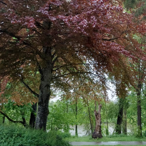A tree-lined riverside bike path on a day of steady rain. The river is running swift and full, its color a muddy olive drab. Overcast skies, rain-slicked asphalt path, and lots of healthy foliage - mostly green except for the big beech in the left foreground, whose reddish-bronze leaves now take up most of the upper third of this shot.