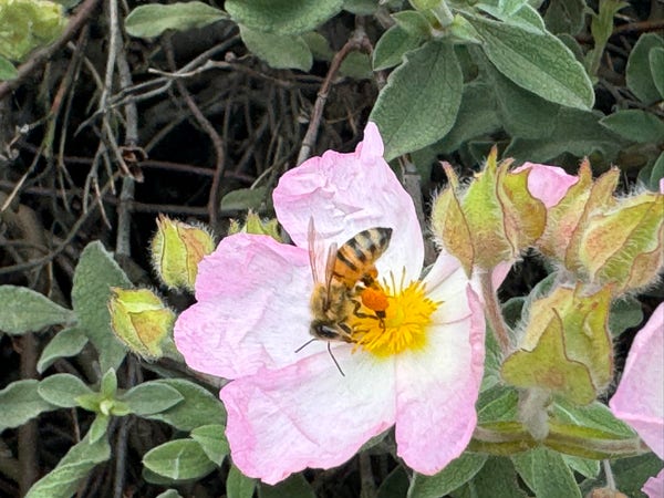 Une abeille au cœur d’une fleur de ciste.