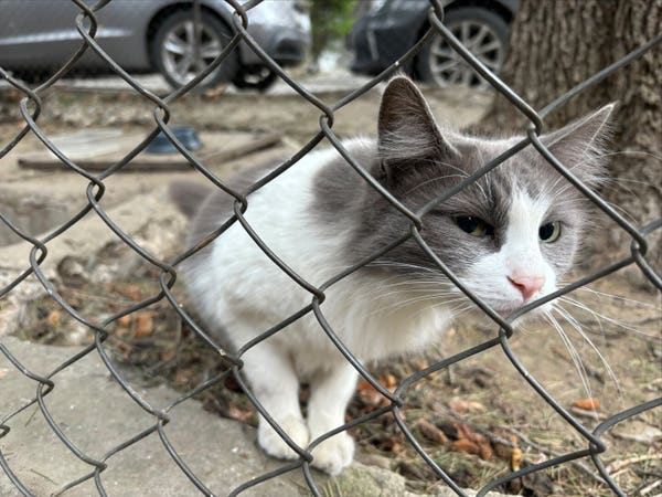A curious gray and white cat looking to the camera