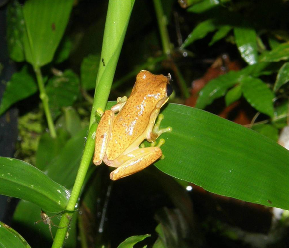 A pale orange frog somehow sitting on the edge of a leaf, its back dotted with little brown specks.